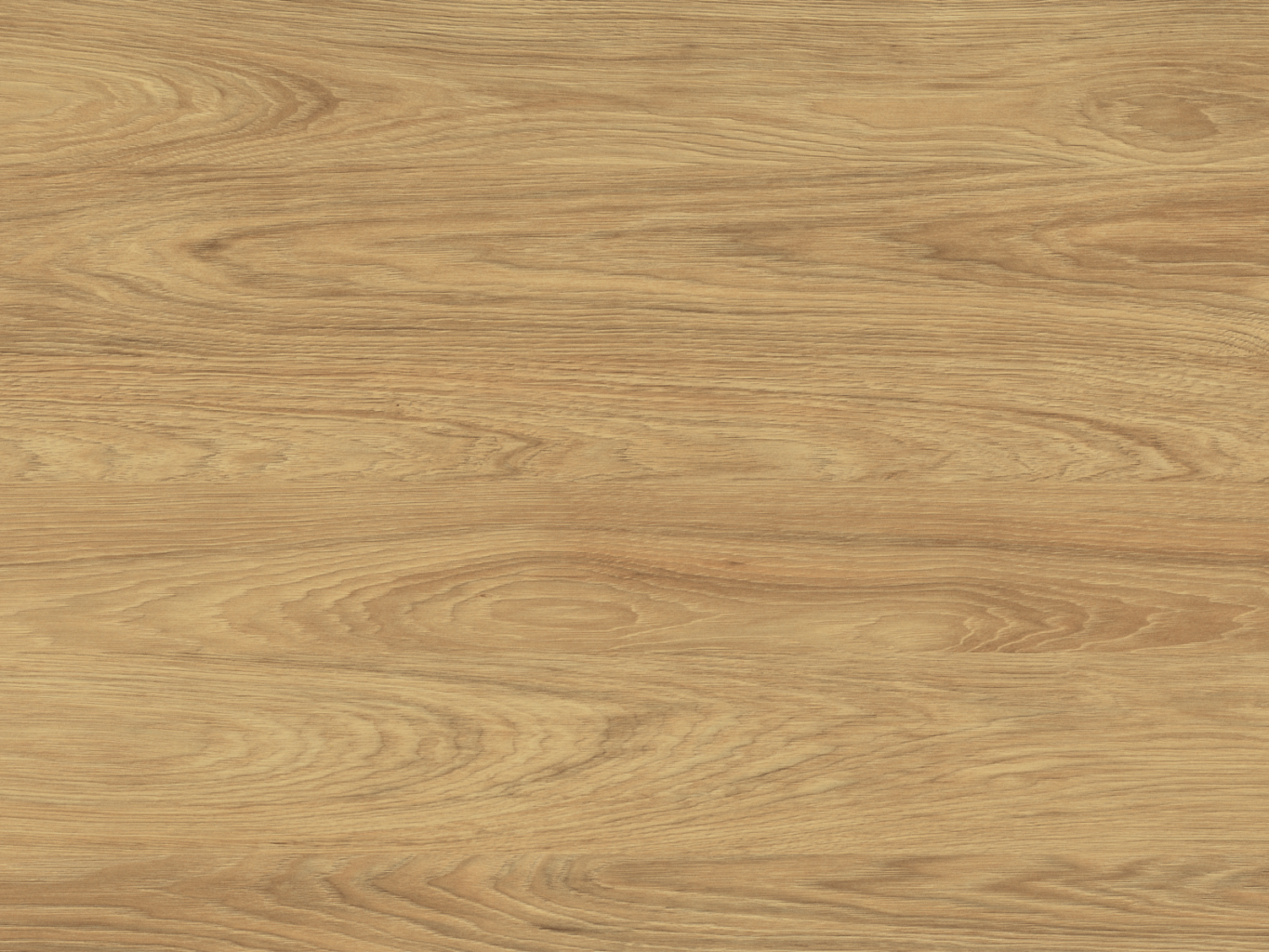 Dąb Hickory